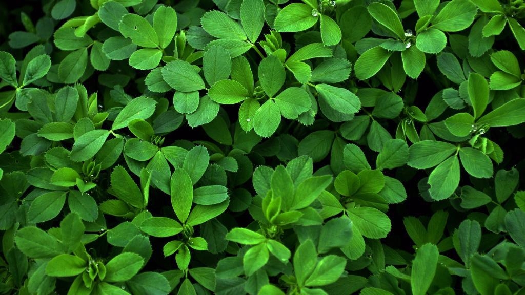نحوه استفاده از عرق یونجه برای چاقی صورت + معرفی گیاه یونجه