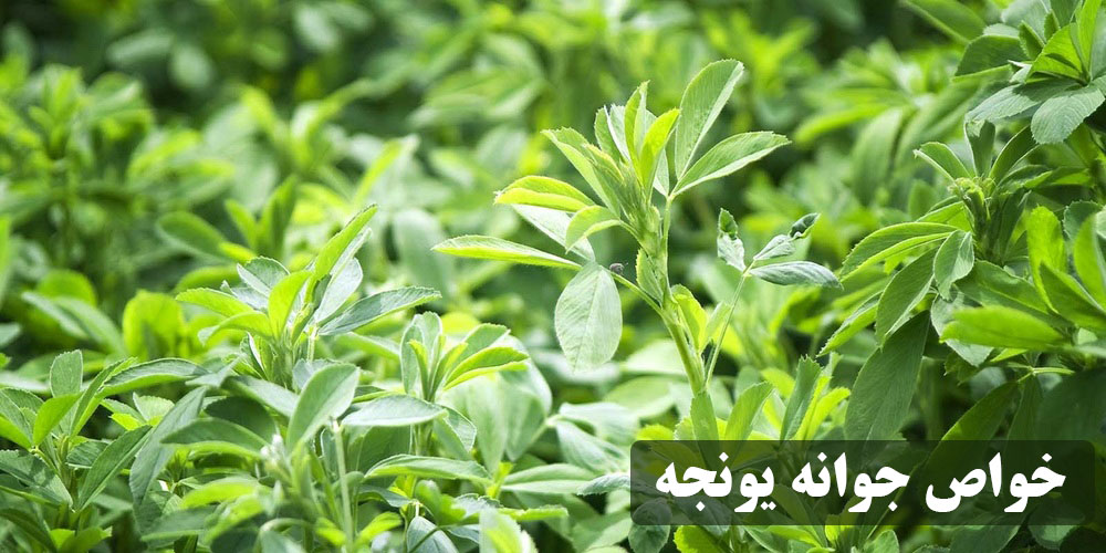 خواص جوانه یونجه برای چاقی و لاغری