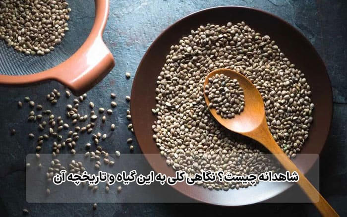 خواص شاهدانه-شاهدانه چیست؟ نگاهی کلی به این گیاه و تاریخچه آن